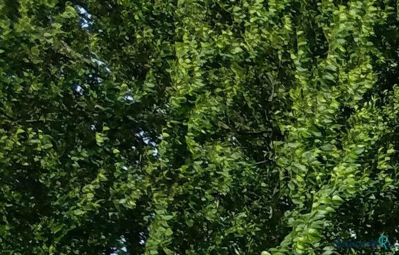 1971' MG MGB photo #1