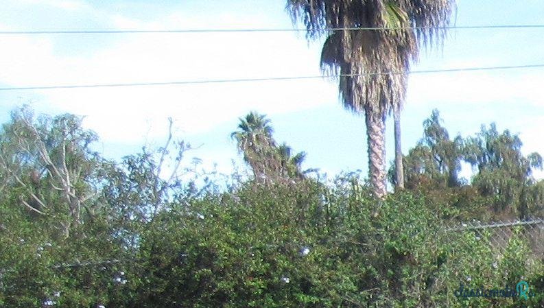 1941' Lincoln Continental photo #2