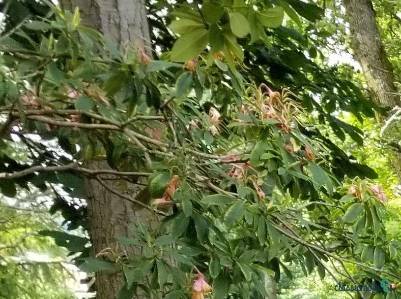 1932' Ford Model B photo #5