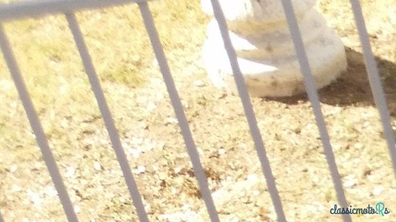 1955' Packard Caribbean photo #5