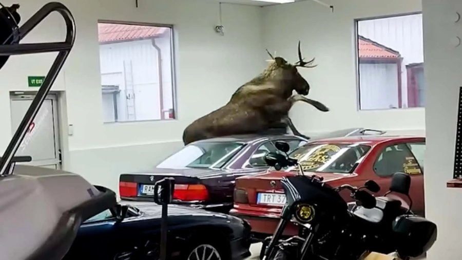 A Moose Got Loose In a BMW Dealership and Trampled Two Classic Cars