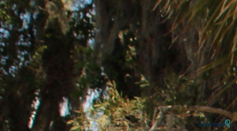 1955' Ford Thunderbird photo #3