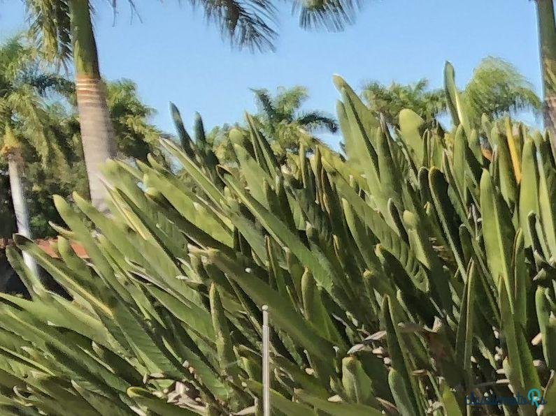 1960' Ford Thunderbird photo #4