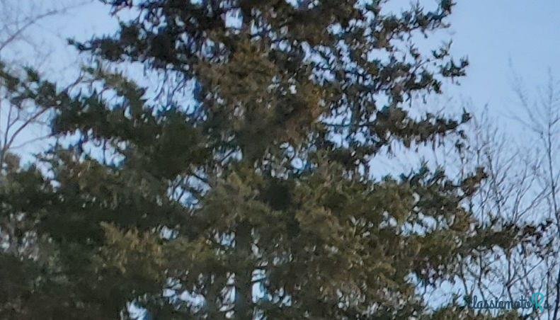 1937' Jaguar SS100 Replica photo #2