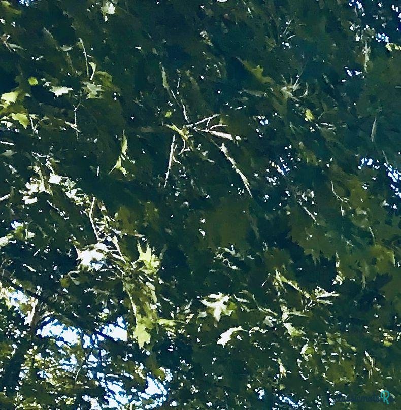 1933' Pontiac Series 601 photo #1