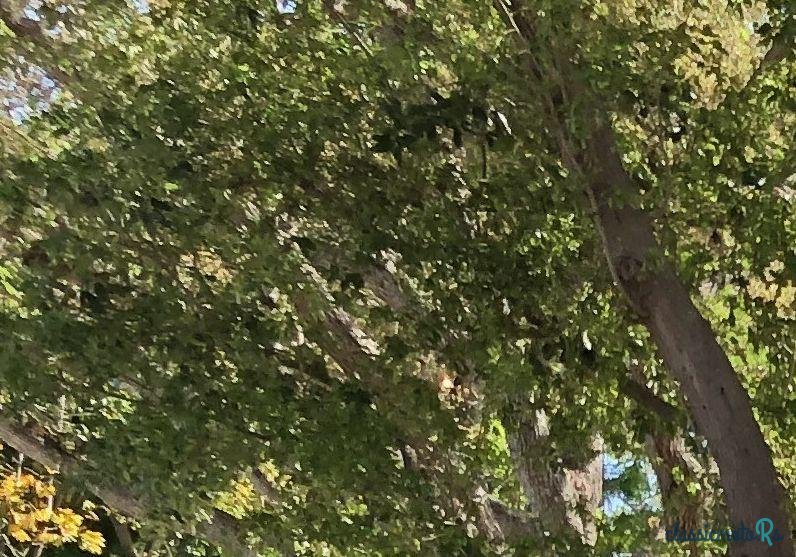 1971' Ford Bronco photo #1