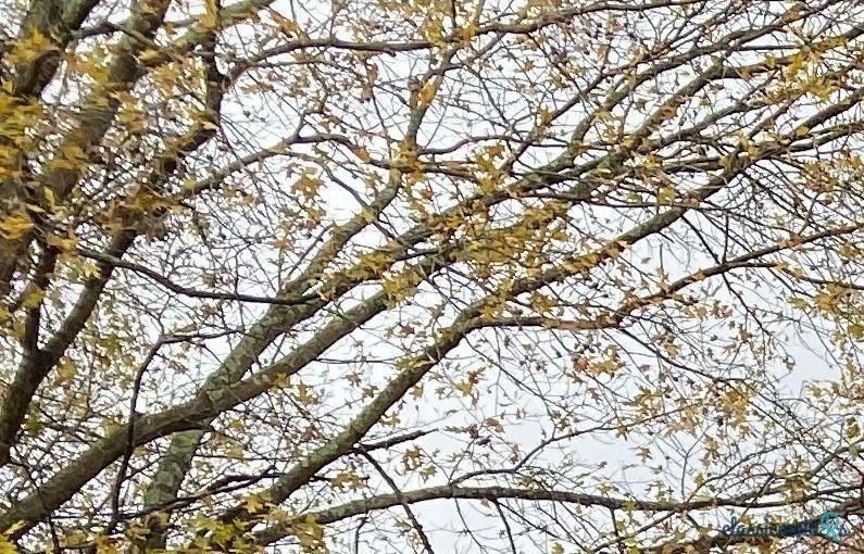 1976' Toyota Land Cruiser photo #2