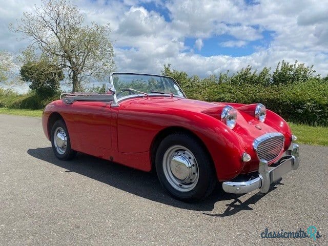 1959' Austin-Healey Sprite photo #4