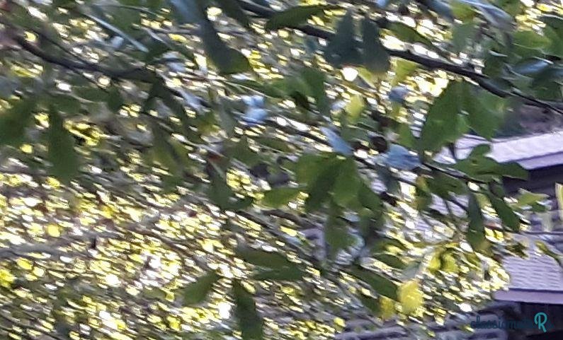 1965' Oldsmobile 88 photo #2