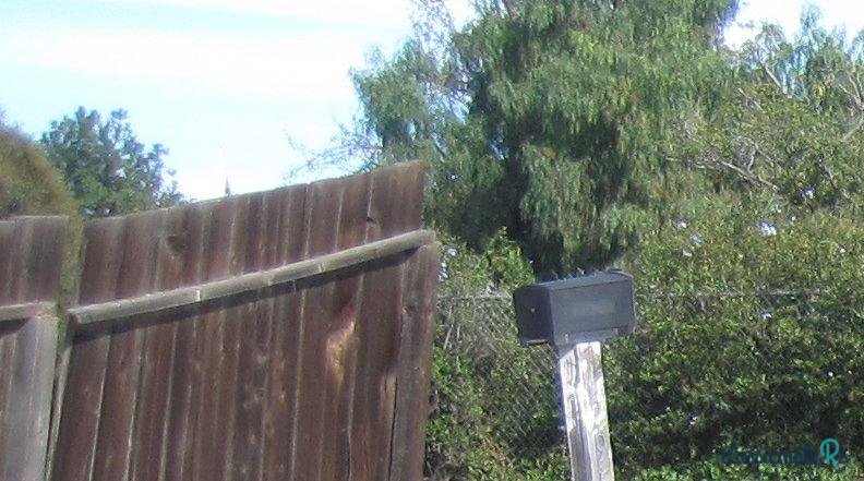 1941' Lincoln Continental photo #1