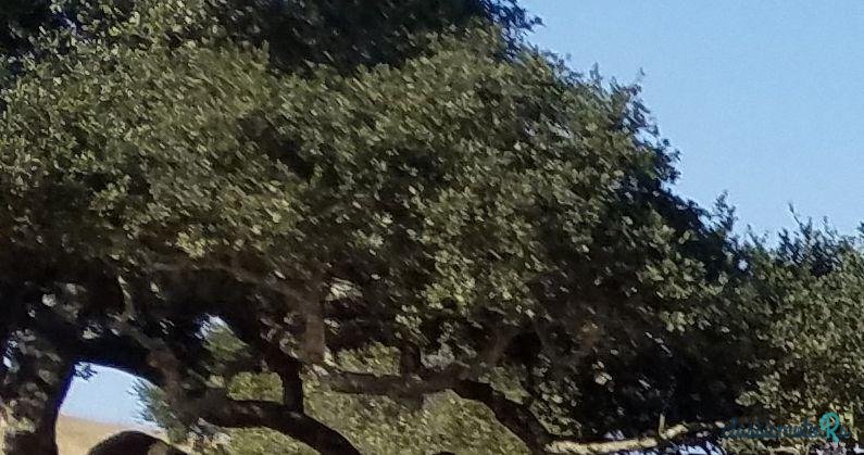 1939' Cadillac Series 75 photo #3