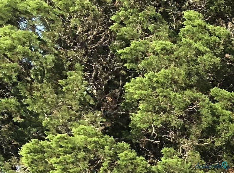 1970' Volkswagen photo #1