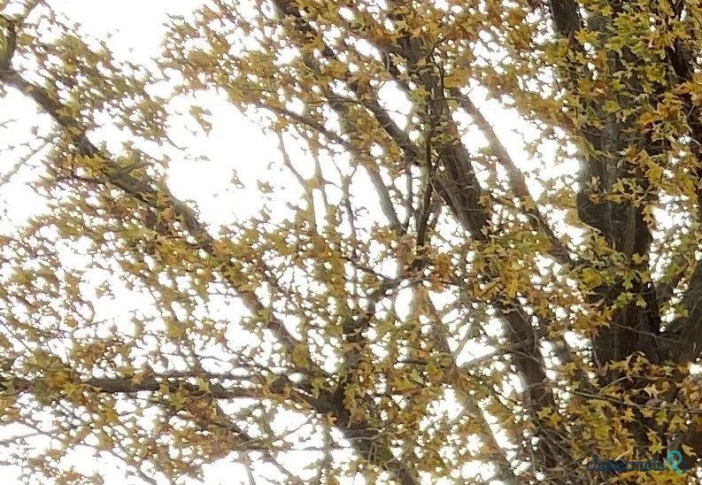 1976' Toyota Land Cruiser photo #3